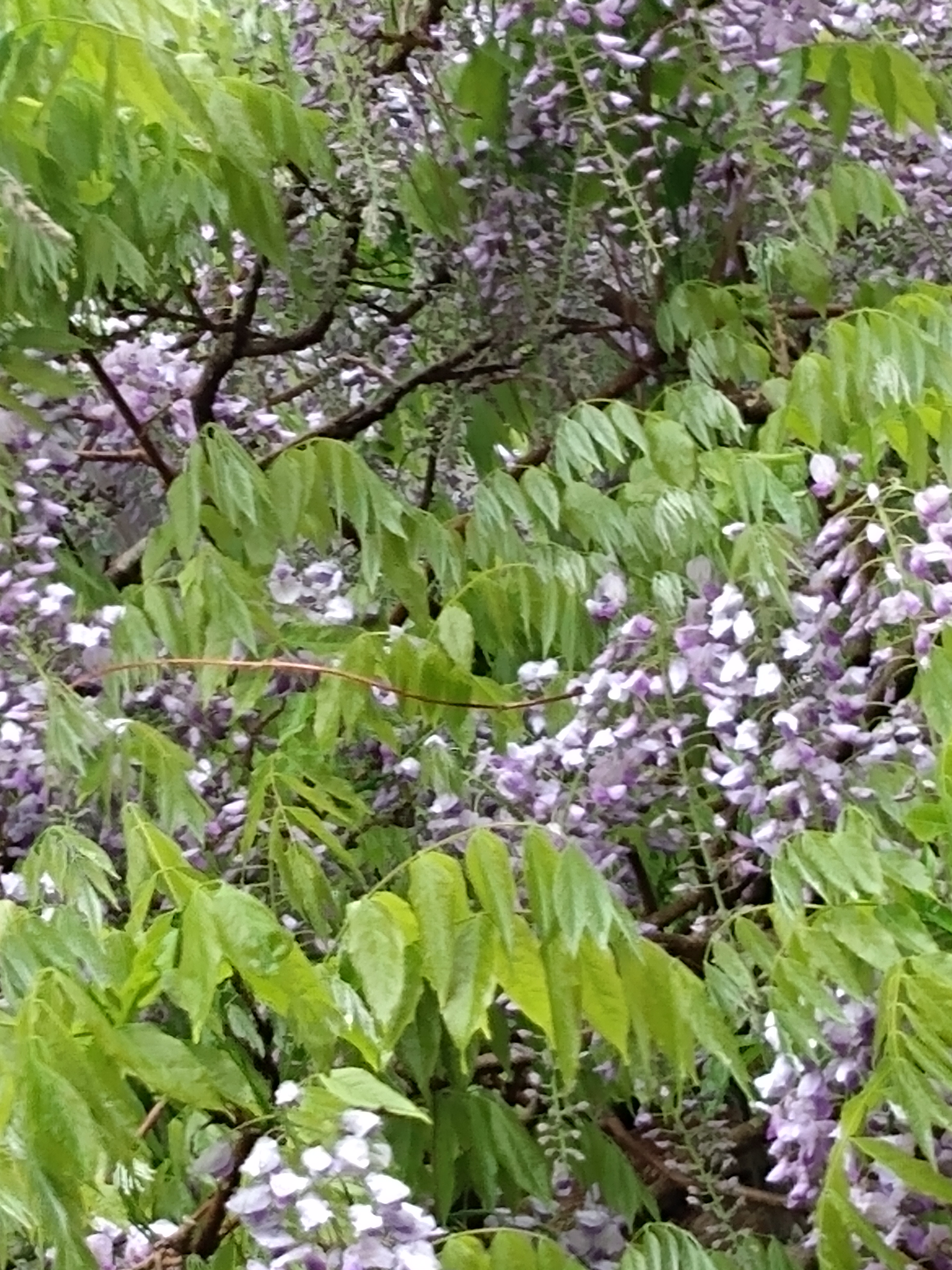 IMG_20210512_082402532 (3)