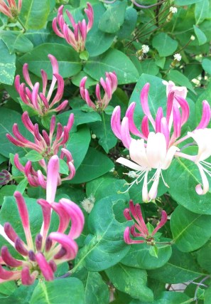 honeysuckle