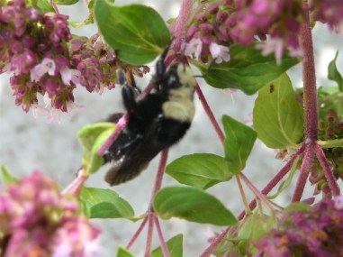 bombus voznesenskii