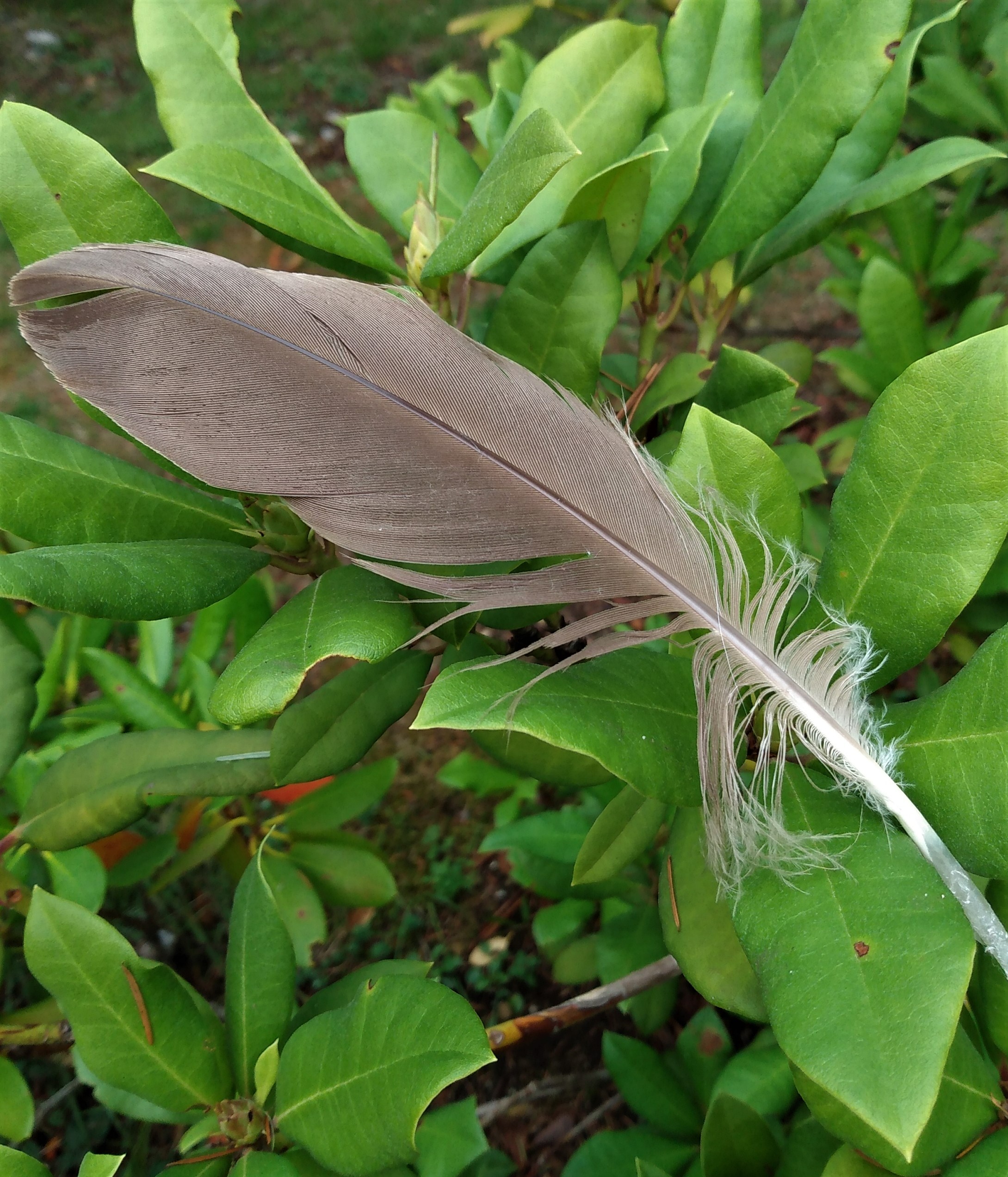 feather