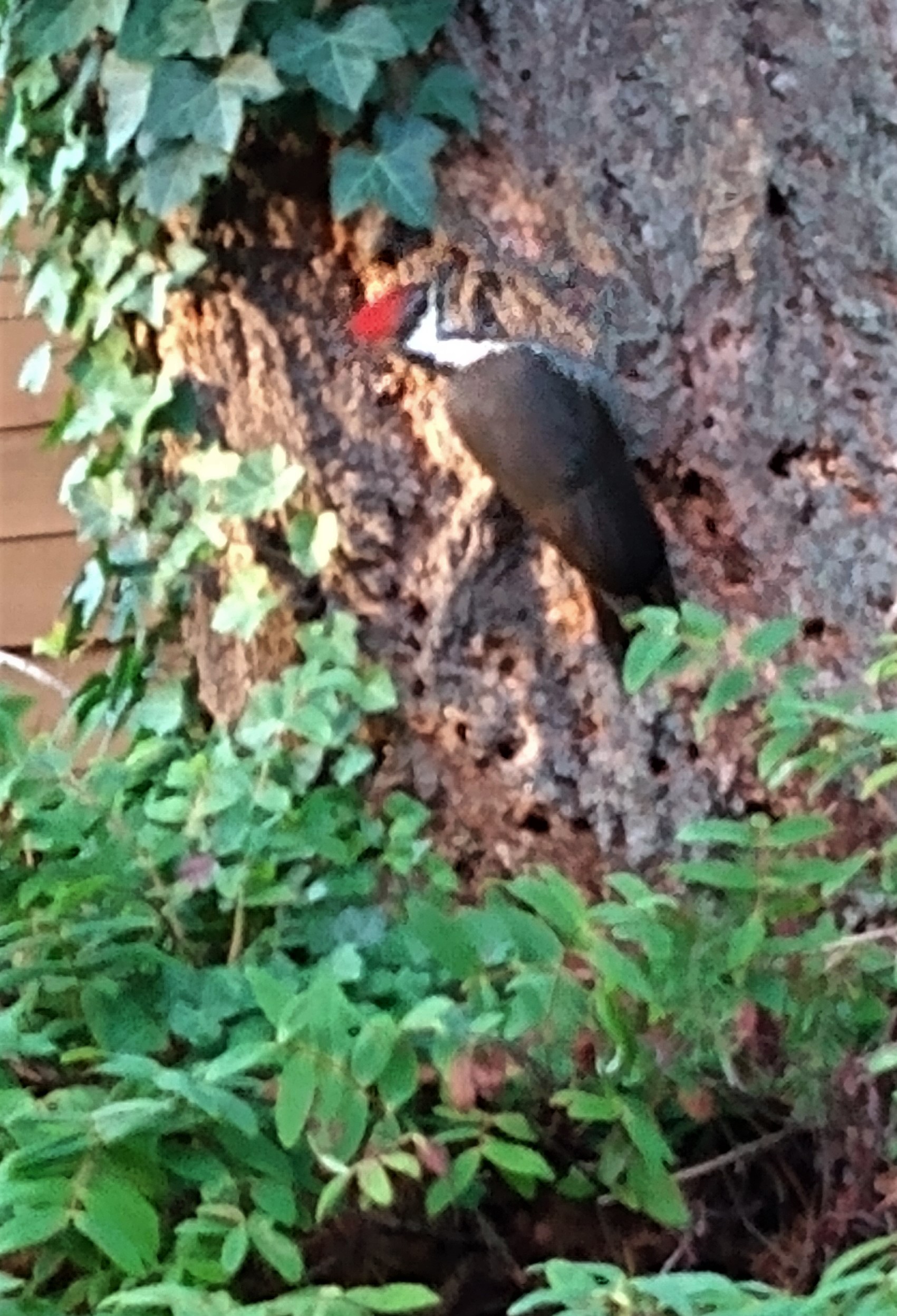 pileated