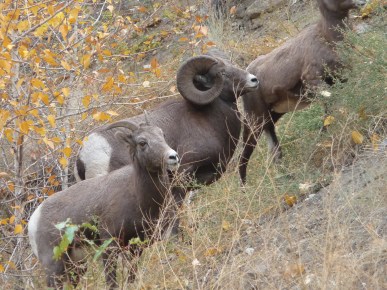 bighorns