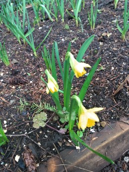 daffodils in the garlic bed