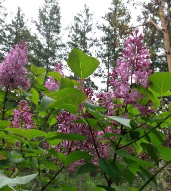 lilacs