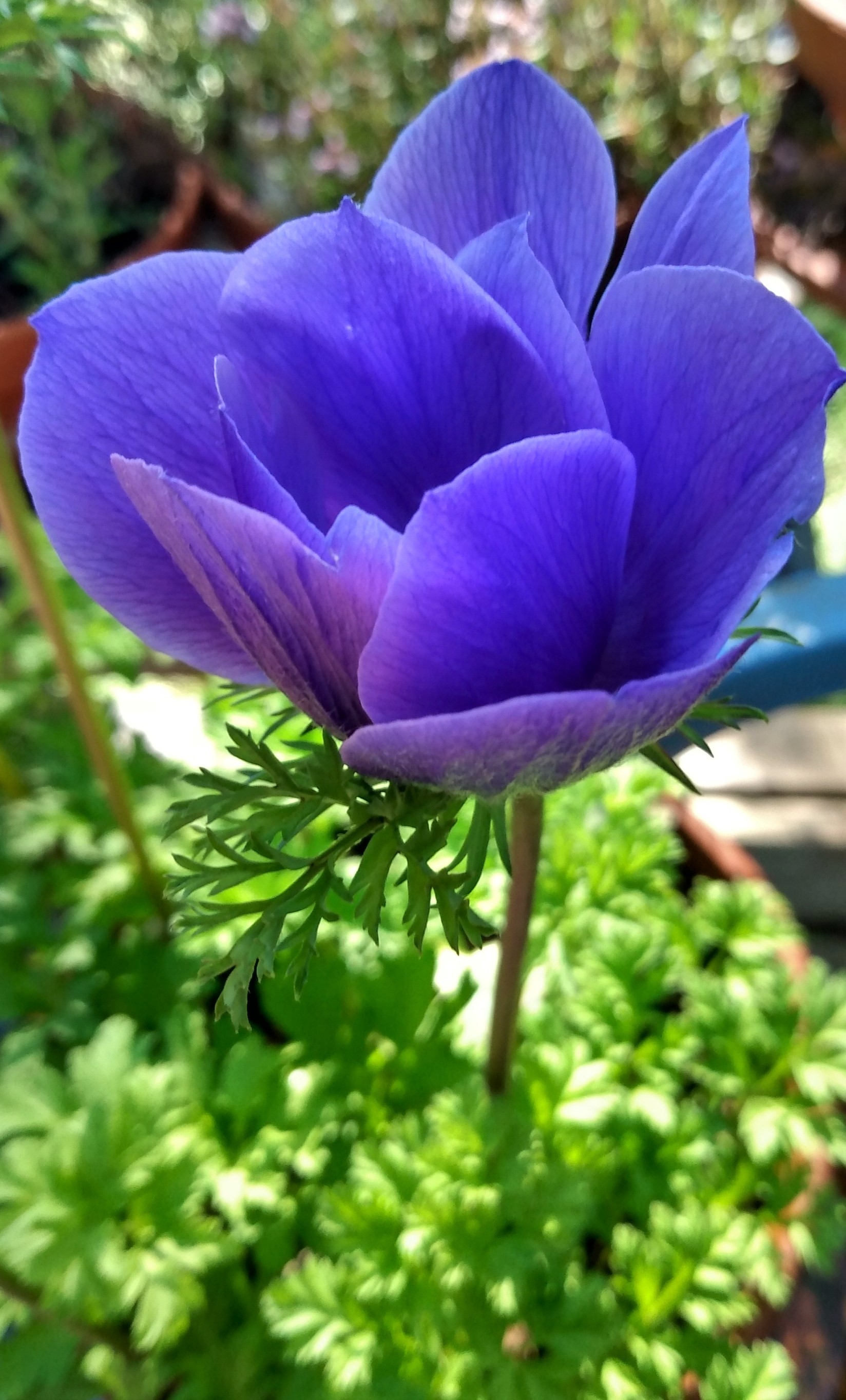 blue anemone