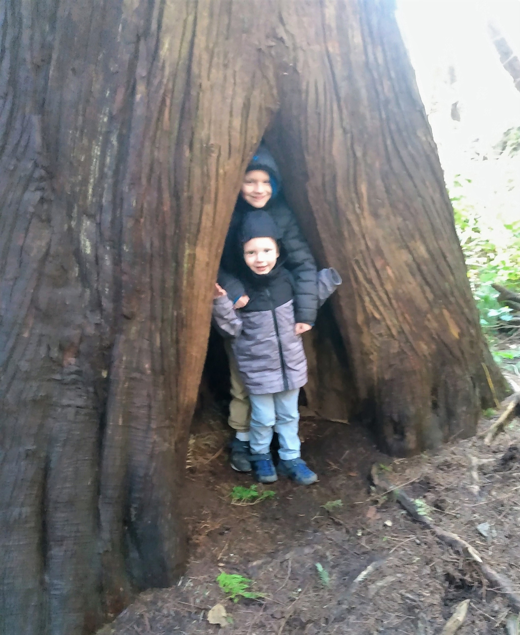 hollow tree 2