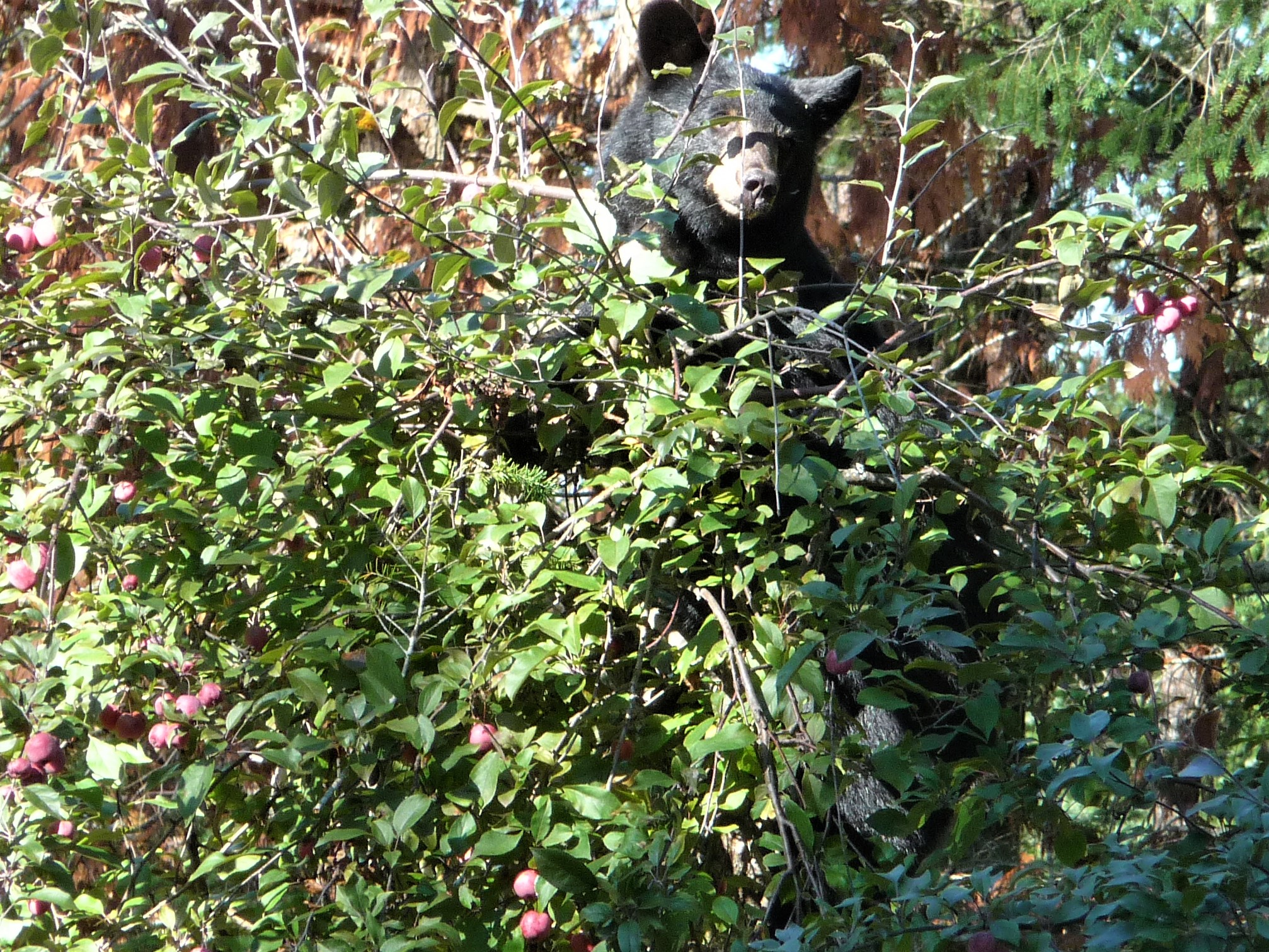 prince of the apple towns