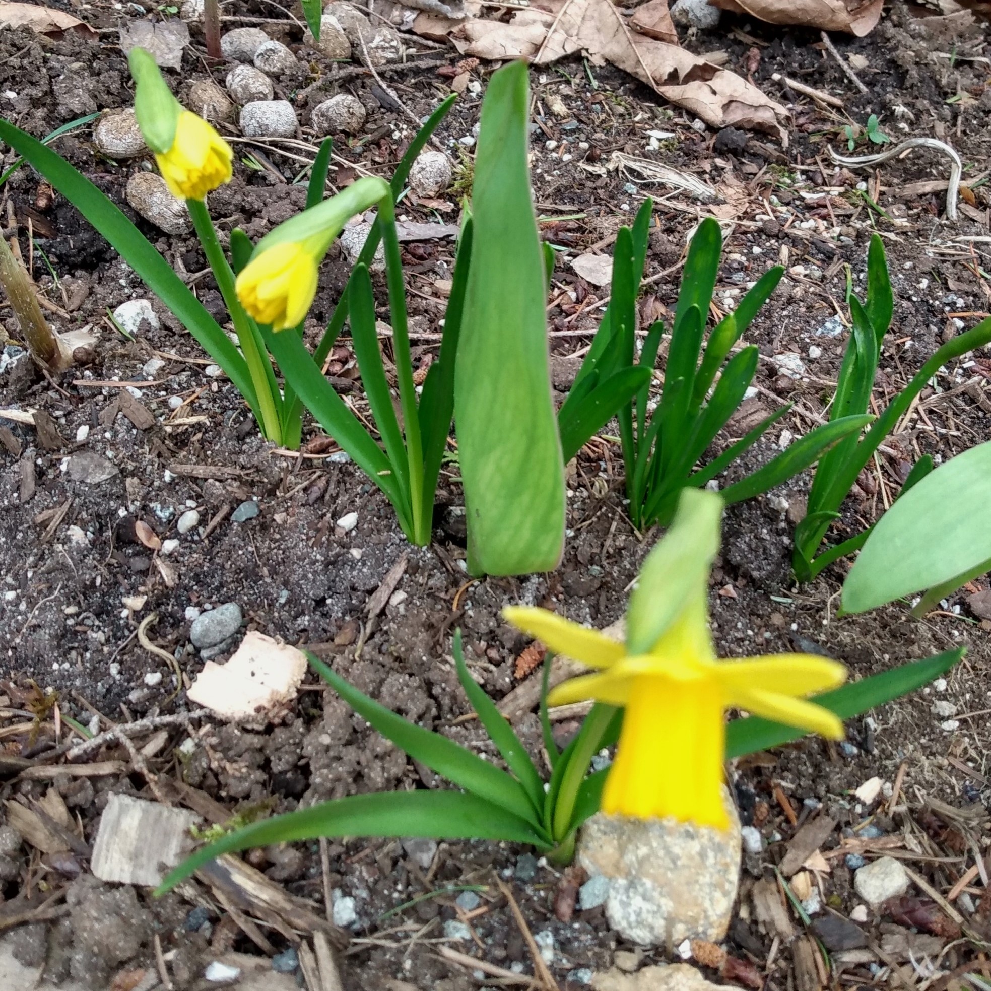 tiny daffodils
