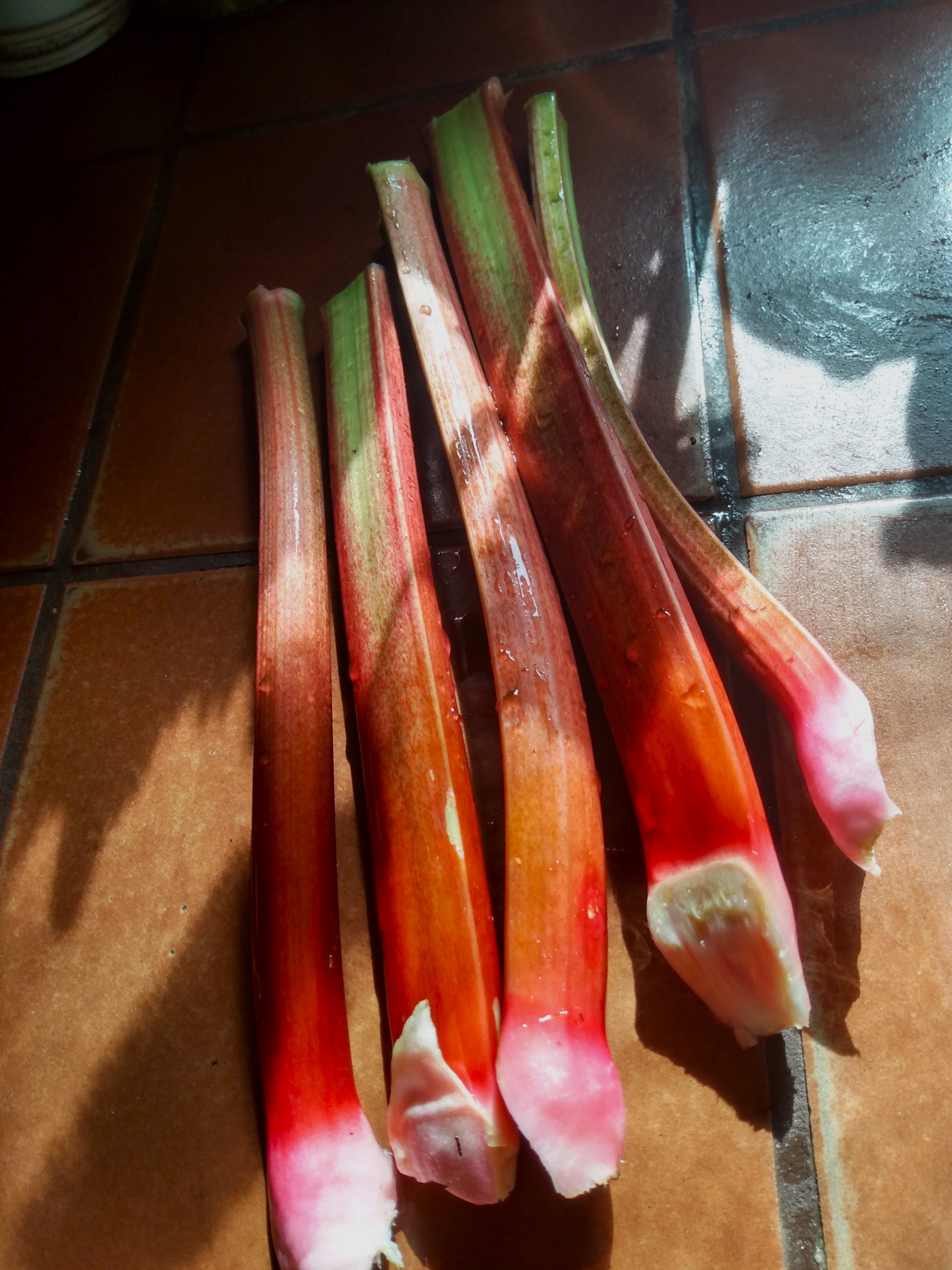 rhubarb