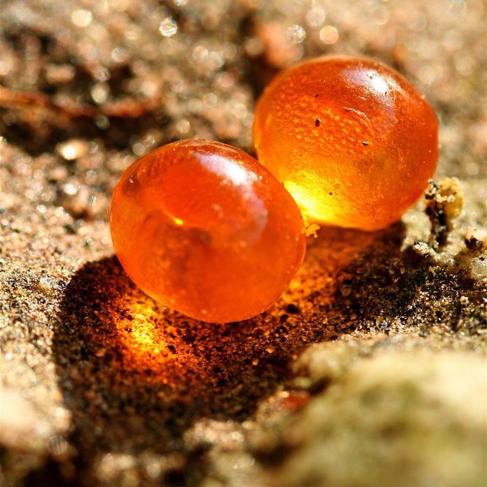 salmon eggs from Raincoast Conservation Foundation