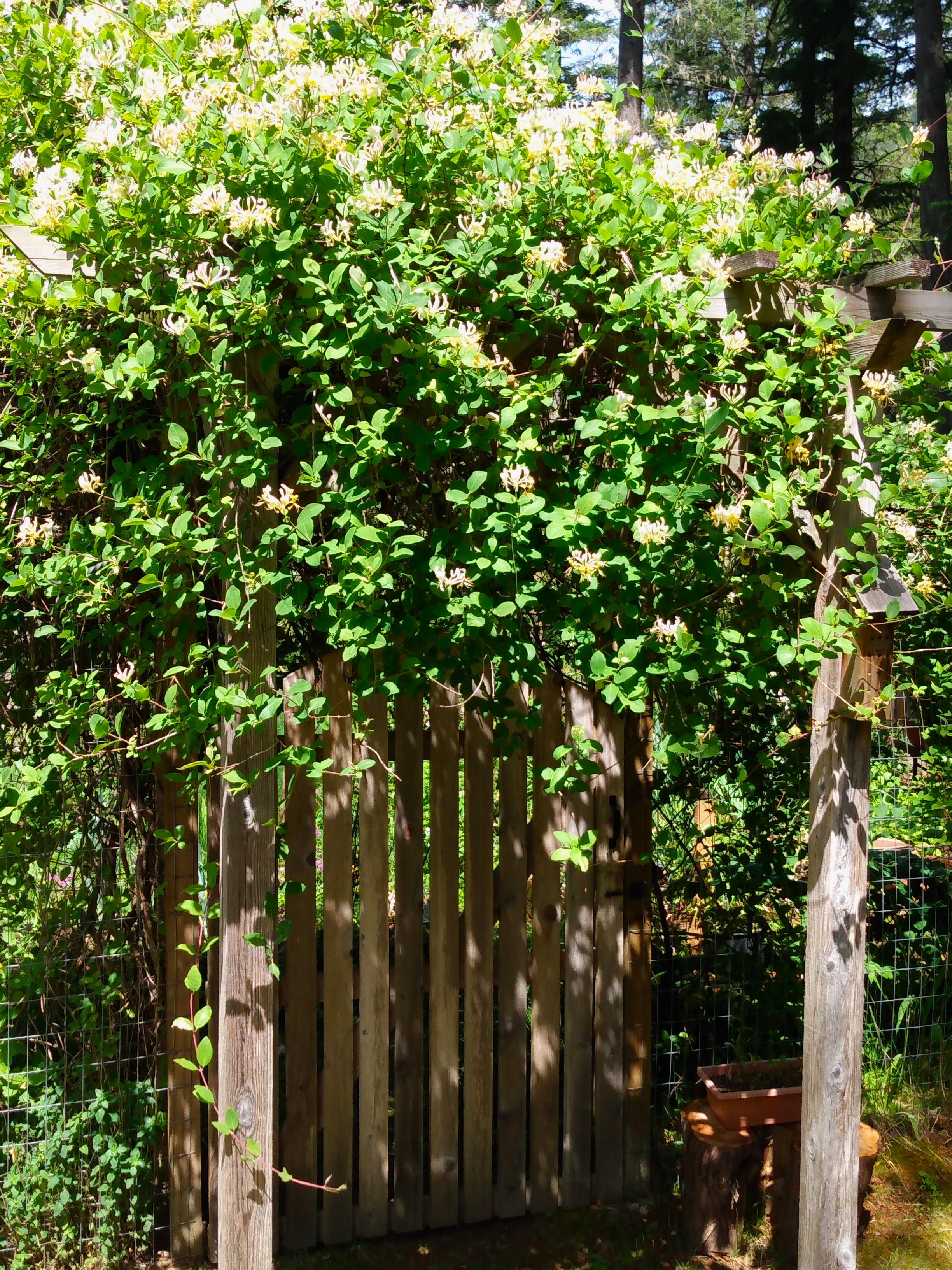honeysuckle tunnel