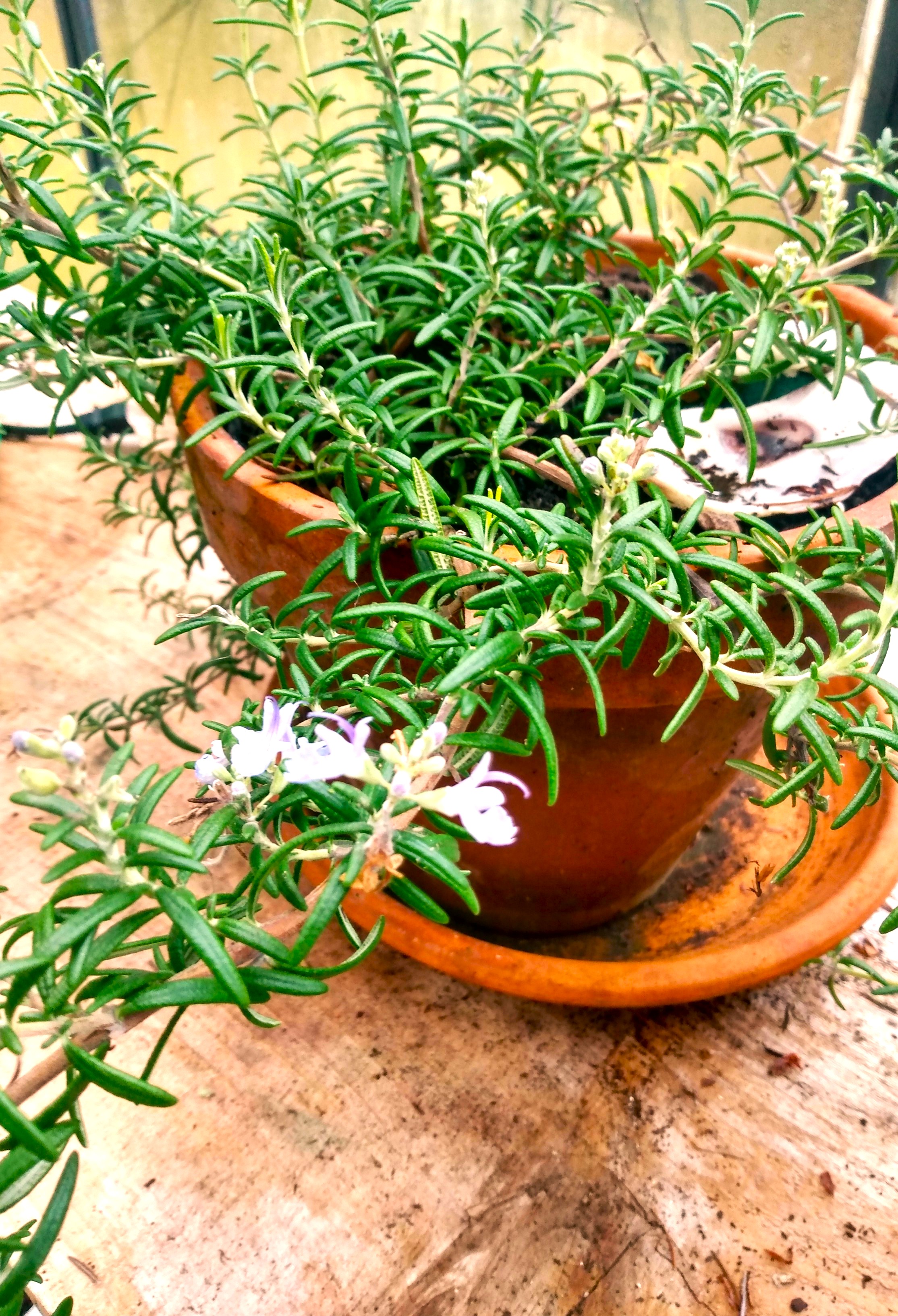 rosemary2