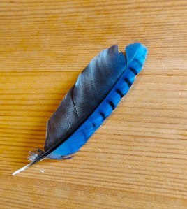 Blue feather